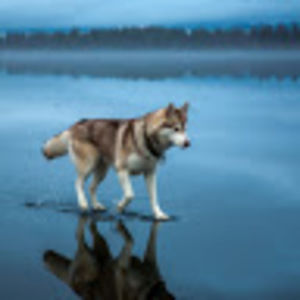 Meet your Posher, Richard